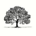 Hand drawn oak tree. Ink black and white drawing.